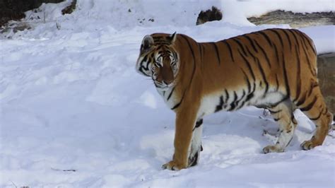 Tigre Felino Rayas - Free video on Pixabay
