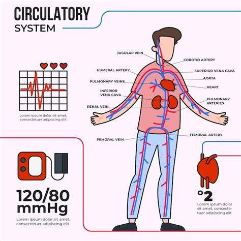 Premium Vector Circulatory System Infographic In Flat Design