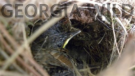 Georgia Wild Songbird Nesting Youtube