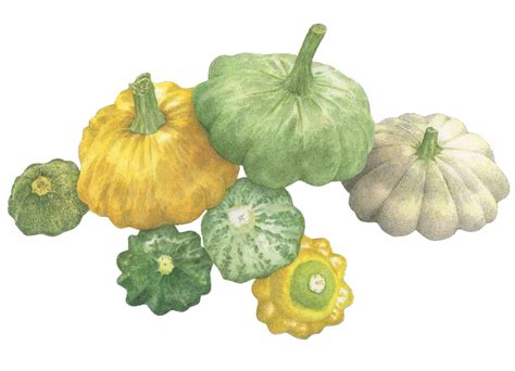 Out Of This World Pattypan Squash Garden Gun