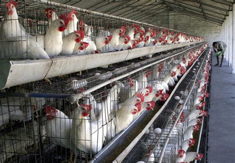 Poultry Sector Objects To Making Their Farms Assessable For Gram