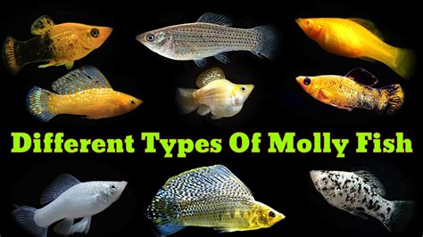 Balloon Molly Fish Price And 15 Common Types Of Mollies 42 Off