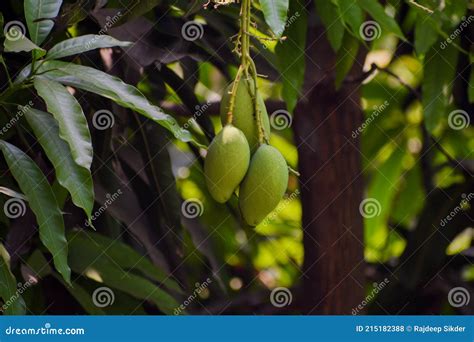 Three Green Unripe Mangoes Mangifera Indica Hanging From The Branches