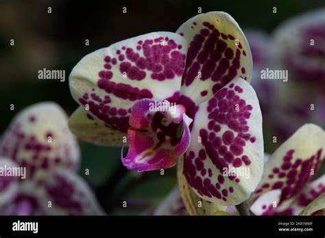 Kew Gardens Orchid Festival Stock Photo Alamy