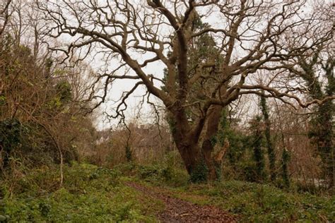 The Great North Wood Enthusiastic Gardener