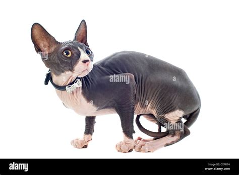 Beautiful Purebred Sphynx Cat In Front Of White Background Stock Photo