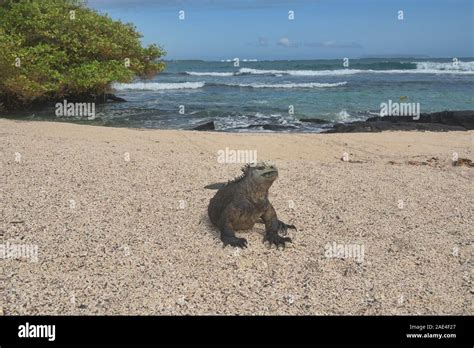 Marine Iguana Amblyrhynchus Cristatus Isla Santa Cruz Galapagos