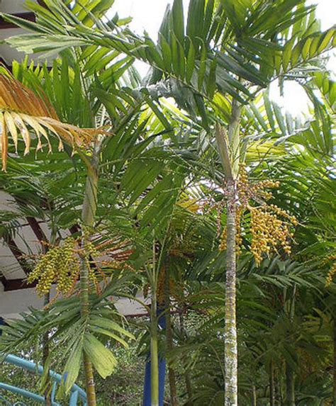 Polynesian Produce Stand 50 SEEDS MacARTHUR Palm Tree 50 LIVE