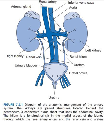 Bme Physio Renal Sys Flashcards Quizlet