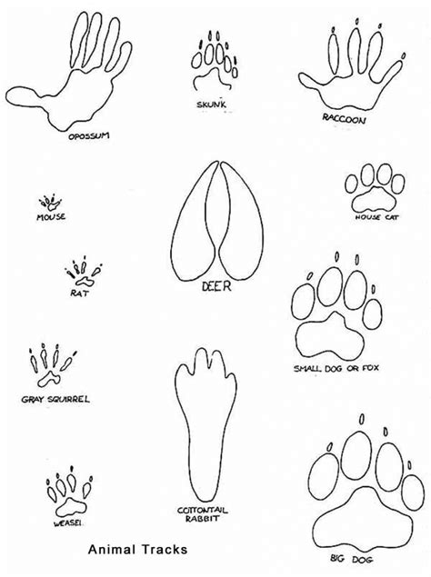 Animal Tracks Drawing At Getdrawings Free Download