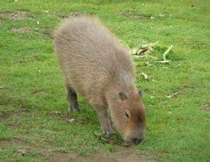 Where Do Capybaras Live Smore Science Magazine