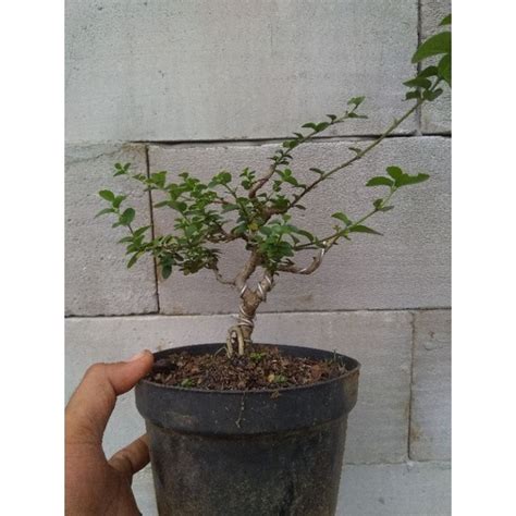 Jual Bonsai Mame Sancang Premna Shopee Indonesia