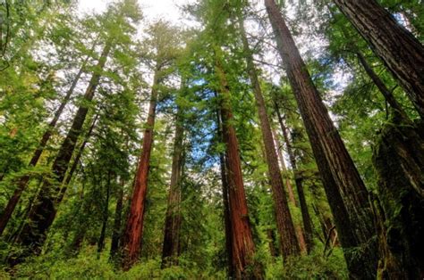 12 Types Of Redwood Trees With Pictures House Grail