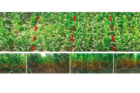 科学家找到密植玉米抗倒伏的关键基因—新闻—科学网