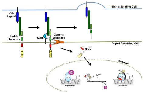 Notch Signaling Pathway