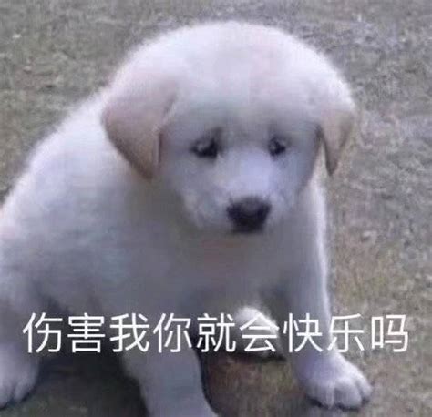 表情包 毁灭吧 烦了