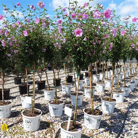 Hibiscus Syriacus Lavender Chiffon® Tree Form Rose Of Sharon From Home