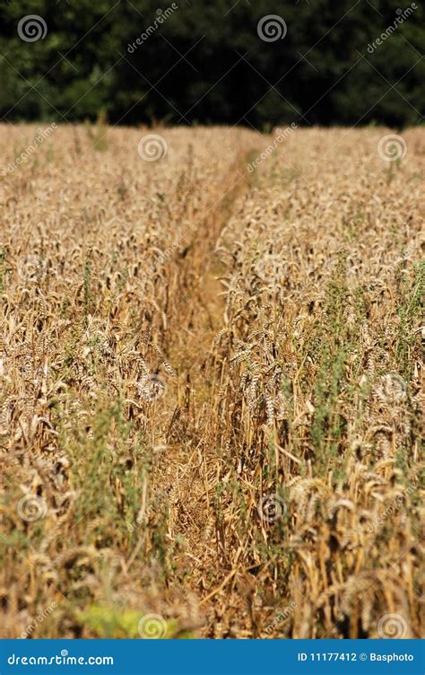 Path Through Wheatfield Stock Photo Image Of Farm Farming