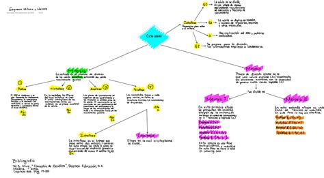 23 Mitosis Mapa Conceptual Background Best List Hot Sex Picture