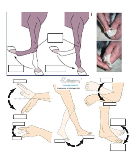 Flexion and extension diagram Diagram | Quizlet