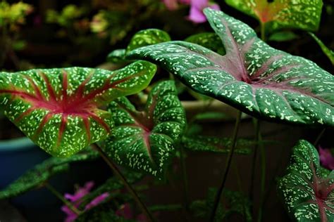 Caladium Leaves Turning Yellow 4 Causes Solutions And Best Care Tips