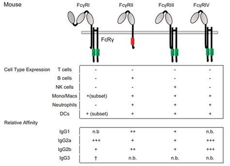 Fc Receptors A Classification And Overview