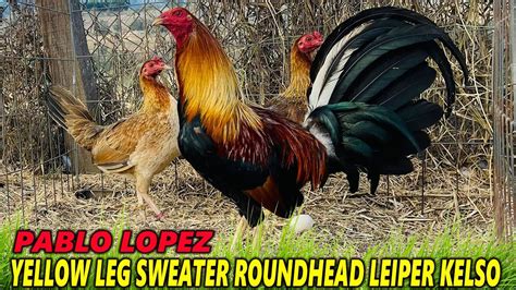 Yellow Leg Kelso Cardinal Sweater Roundhead Mezquite Farm Youtube