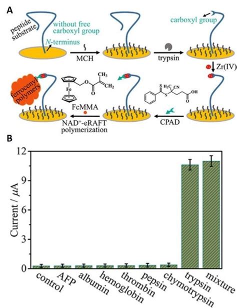 A Schematic Representation Of Eraft Signal Amplification For Download Scientific Diagram