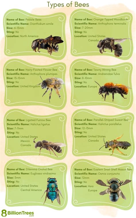 Free Printable Bee Identification Charts [PDF]