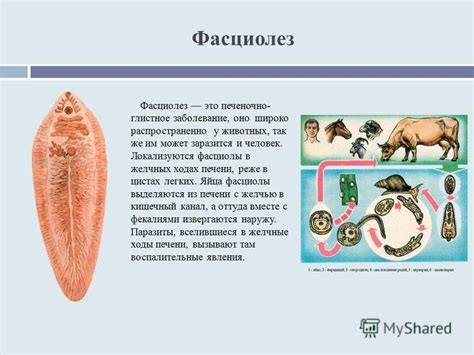 Презентация на тему: "Болезни животных, передающиеся человеку через ...