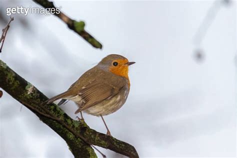 European Robin Perched On A Tree Branch