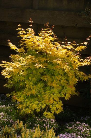 Acer Palmatum Summer Gold C15 100 120 Cm