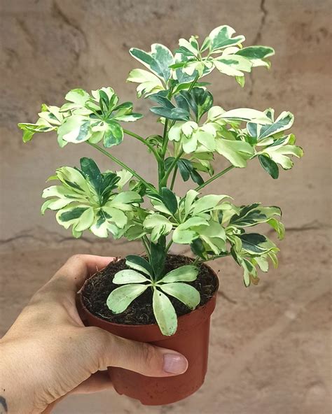 Acheter Schefflera Arboricola Janine En Ligne Indoorpoppies