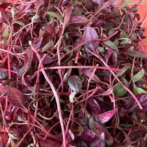 Micro Red Amaranth Pack Troops Fruit Veg