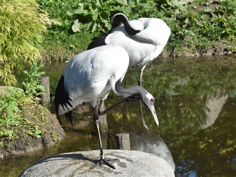 Grus Japonensis Red Crowned Crane In Bird Park Avifauna