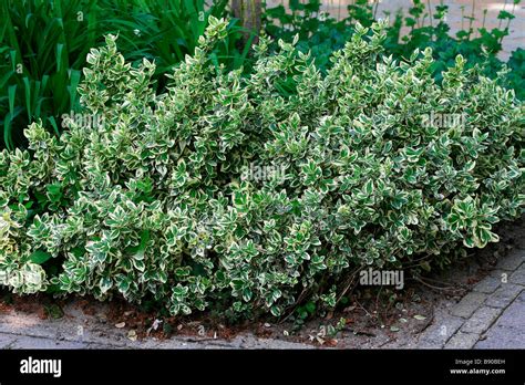 Emerald Gaiety Euonymus Hedge