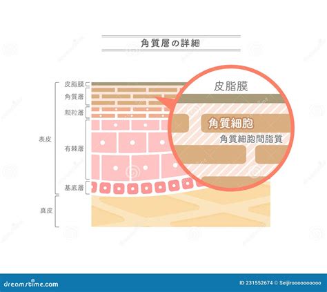 Illustration Showing The Structure Of The Stratum Corneum Japanese
