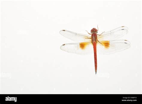 Big dragonfly hi-res stock photography and images - Alamy