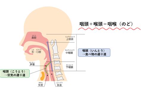 のどの病気 ｜戸塚耳鼻咽喉科クリニック｜戸塚駅徒歩2分の耳鼻科