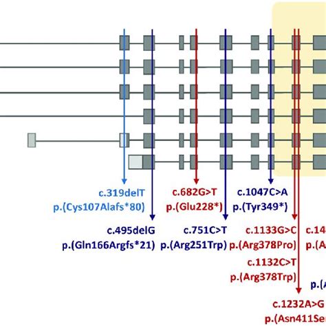 Schematic Representation Of The Exon Intron Structure Of Six