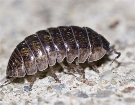 Pill Bug Flickr Photo Sharing