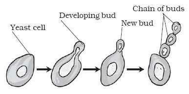 budding  yeast  process  diagram edurev class  question