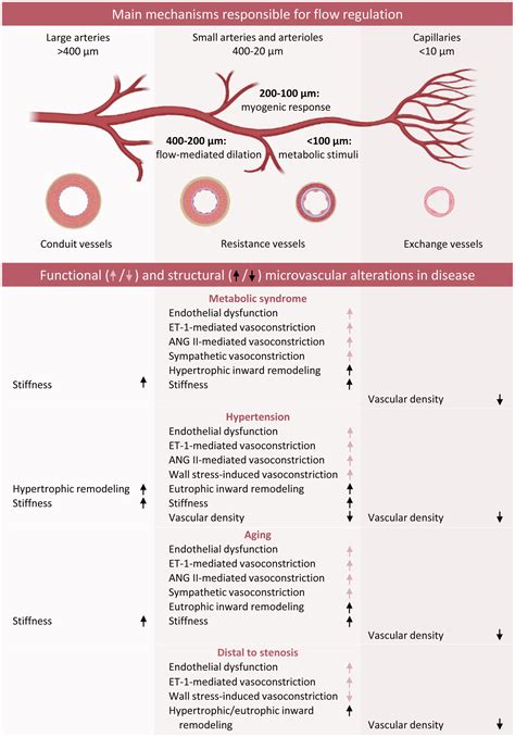 Frontiers Mechanobiology Of Microvascular Function And Structure In