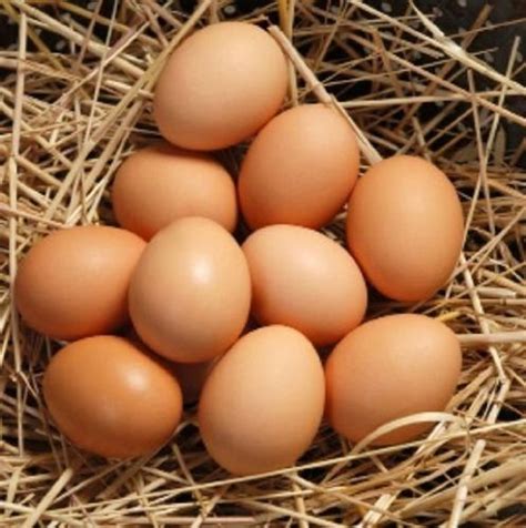 Calcium Minerals And Vitamin D Enriched Brown Colour Egg Egg Origin Chicken At Best Price In