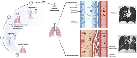 Mucosal Immunology Research Group Department Of Immunology