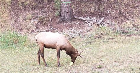 Disc Golf Rules Explained Relief Release Point The Udisc Blog