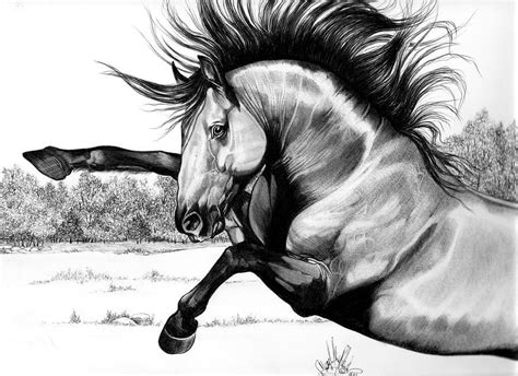 Wild Kiger Mustang Stallion Drawing Cheryl Poland Horse Artwork