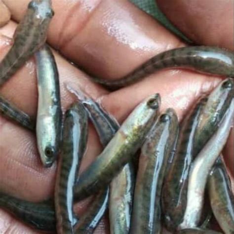 Jual Ikan Gabus Bibit Ikan Gabus Bibit Ikan Shopee Indonesia