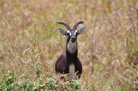 White Eared Kob Birdforum