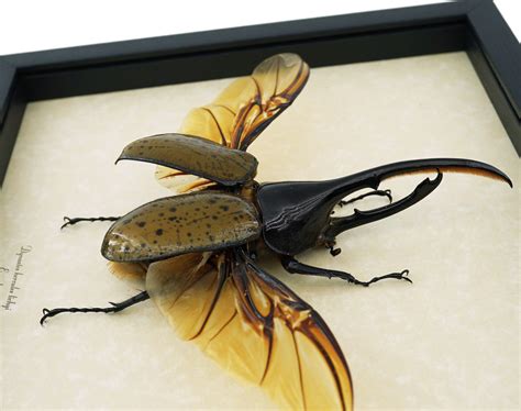 Hercules Beetle